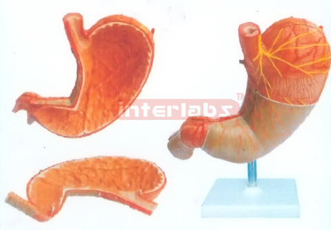 BIG STOMACH ANATOMICAL & ENLARGED MODEL